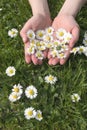 Summer Daisies 2