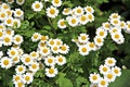 Summer daisies Royalty Free Stock Photo