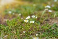 Summer Daisies Field Closeup Photo. Royalty Free Stock Photo