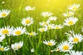 Summer Daisies Field Royalty Free Stock Photo