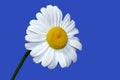 A Summer Daisy Royalty Free Stock Photo