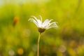 Summer daisy flowerr on blurred green grass background Royalty Free Stock Photo