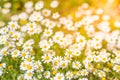Summer daisy flowers under sunlight. Inspirational and relaxational flowers design