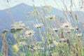 Summer daisy wildflowers meadow background.