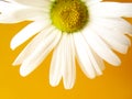 summer daisy yellow Royalty Free Stock Photo