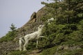 Summer Dall Sheep