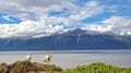 Summer Dall Sheep