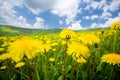 Summer dandelion field Royalty Free Stock Photo