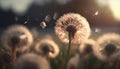 Summer dandelion seed head in the wind. Fluffy flower weed in grass field.