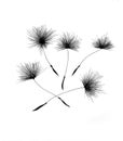 Summer dandelion seeds, drawing for t-shirt design.