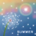 Summer dandelion in the sun illustrations vector