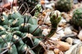 Sunny cactus buds