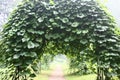 Aristolochia on an arch in approach. Royalty Free Stock Photo