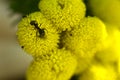 Summer day ant close up on a yellow flower Royalty Free Stock Photo