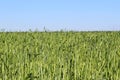 Summer day . Barley grows under bright sunlight in the field.