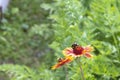 The bee collects nectar from the flowers of Rudbekija