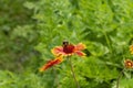 The bee collects nectar from the flowers of Rudbekija