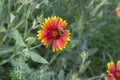 The bee collects nectar from the flowers of Rudbekija