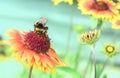 The bee collects nectar from the flowers of Rudbekija