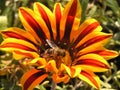 Summer day bee sitting on a flower in the park