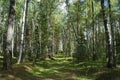 Summer day in a birch forest Royalty Free Stock Photo