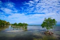 Summer day in Caribbean. Mangrove tree islet viewed from the water surface, Mexico, Central America. Sea with blue sky. Holiday in