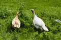 Summer. Day. Country yard. turkey and babies - turkeys. Adults and small birds walk down the street Royalty Free Stock Photo