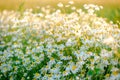 Summer day on a daisy meadow, beautiful wild flowers with white petals Royalty Free Stock Photo
