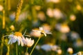 Summer day on a daisy meadow, beautiful wild flowers with white petals Royalty Free Stock Photo