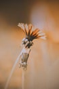 On a summer day, a dandelion flower blooms on a long stem. Snapshot of nature. Beauty in simplicity, and the cyclical nature of Royalty Free Stock Photo