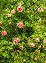Summer day in the garden.Blooming climbing pink roses. Royalty Free Stock Photo