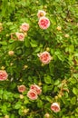 Summer day in the garden.Blooming climbing pink roses. Royalty Free Stock Photo