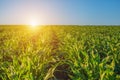 Summer day highlights the agricultural field, which is growing in neat rows, high, green, sweet corn. Royalty Free Stock Photo