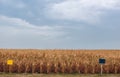 Summer day highlights the agricultural field, which is growing in neat rows, high, ripe, yellow, sweet corn. Royalty Free Stock Photo