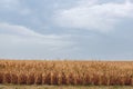 Summer day highlights the agricultural field, which is growing in neat rows, high, ripe, yellow, sweet corn Royalty Free Stock Photo