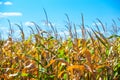 Summer day highlights the agricultural field, which is growing in neat rows, high, ripe, yellow, sweet corn.