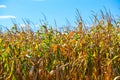 Summer day highlights the agricultural field, which is growing in neat rows, high, ripe, yellow, sweet corn. Royalty Free Stock Photo