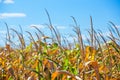 Summer day highlights the agricultural field, which is growing in neat rows, high, ripe, yellow, sweet corn. Royalty Free Stock Photo