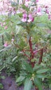 Summer day. Hight plant - pink small flowers and long leaves. Also green grass and plant tomato. Wall.