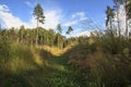 Road through the field to the forest Royalty Free Stock Photo