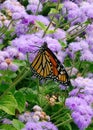 On a summer day, a Monarch butterfly feeds on Ageratum flowers