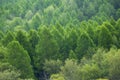 green taiga in transbaikalia