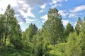 Summer day in Norrbotten Royalty Free Stock Photo