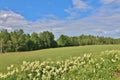 Summer day in Norrbotten Royalty Free Stock Photo