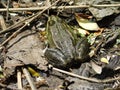 portrait of beautiful amphibian animal frog sitting on the shore