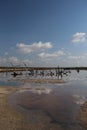 A summer day shot of wooden dry branches and sticks on the surface of a large shallow pond and a reflection of the blue sky and Royalty Free Stock Photo