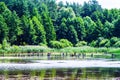 Small summer forest lake Royalty Free Stock Photo