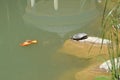 On a summer day a small turtle swims in the pond Royalty Free Stock Photo