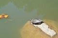 On a summer day a small turtle swims in the pond Royalty Free Stock Photo