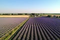 summer day, with sun shining on lavender fields, and drone flyover